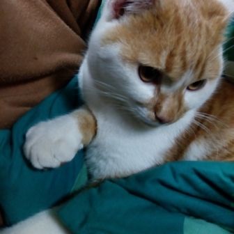 さとちゃん2