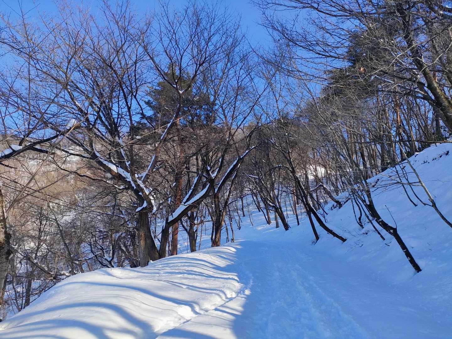 大森山 往復コースの写真