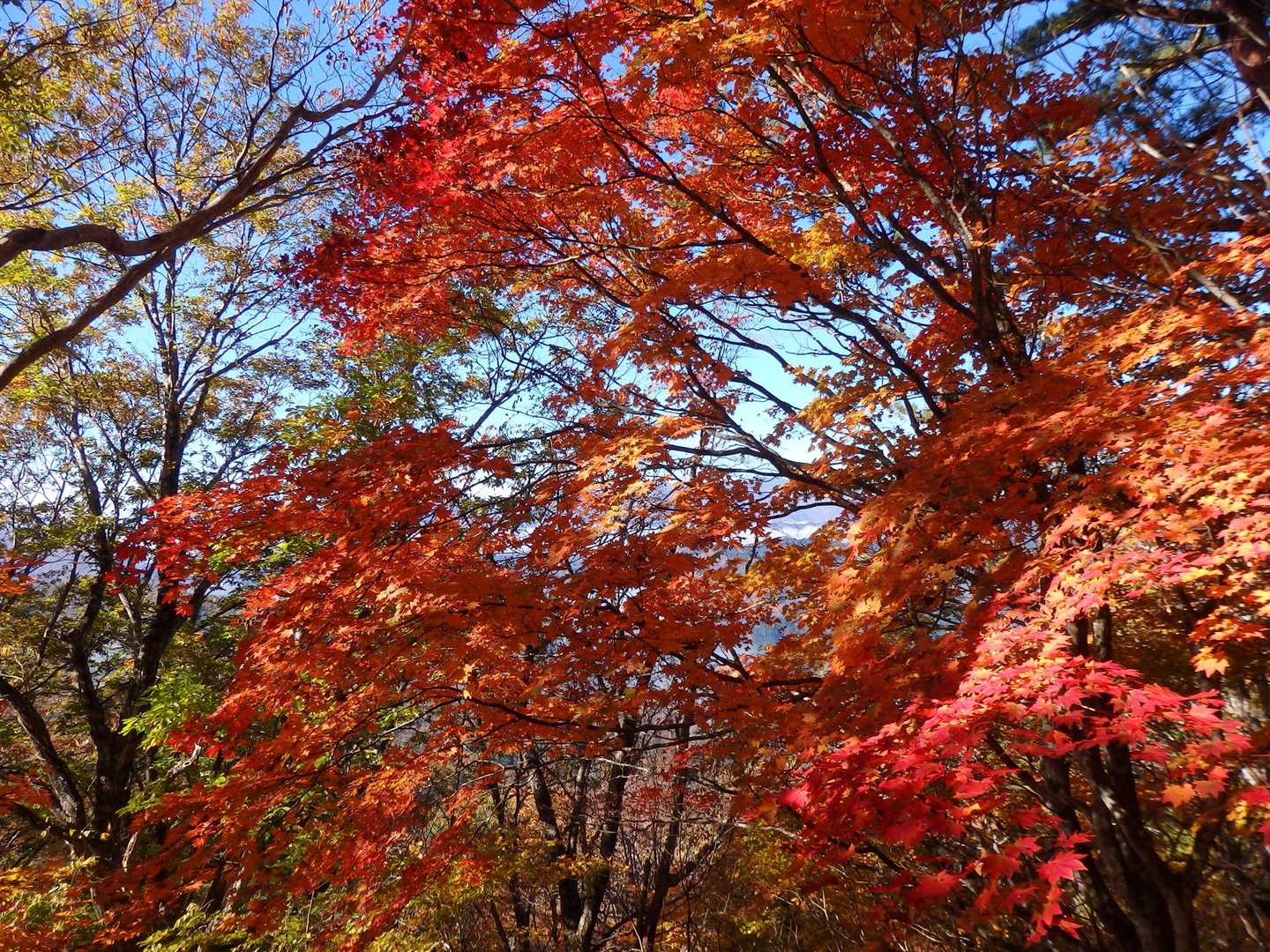 🍁🍁🍁