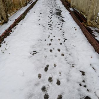 何物のトレースだろう🐾
