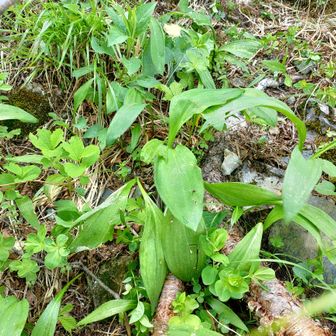 そして、なんかネギ臭くない？って話になり、足元見ると🌱🌷食べ頃の奴もあったけど、流石に夕張岳にいる子は持ち帰れません😅