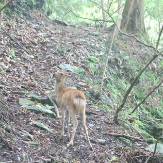 子鹿🦌