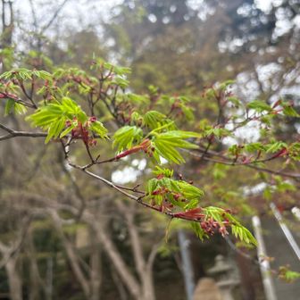 紅葉の新芽🌱
ウグイスあちらこちらから聴こえる🥰
にぎやか〜🐦🎶