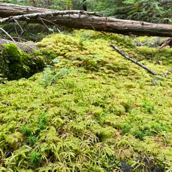 日当たりがよいせいか、苔自体もよく育っている気がします。