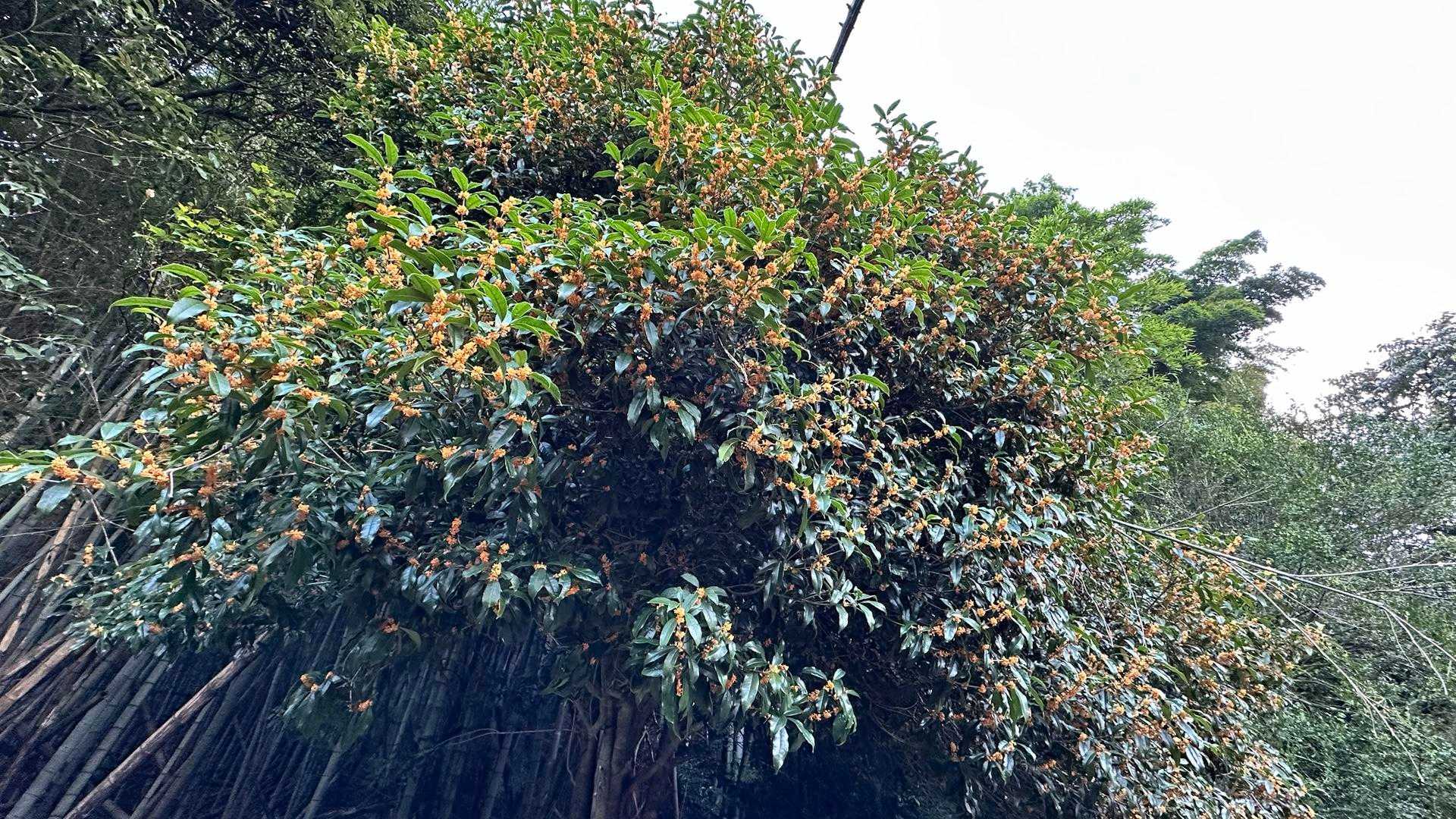 砥上岳 往復コースの写真