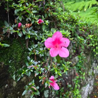 下津宮のツツジ