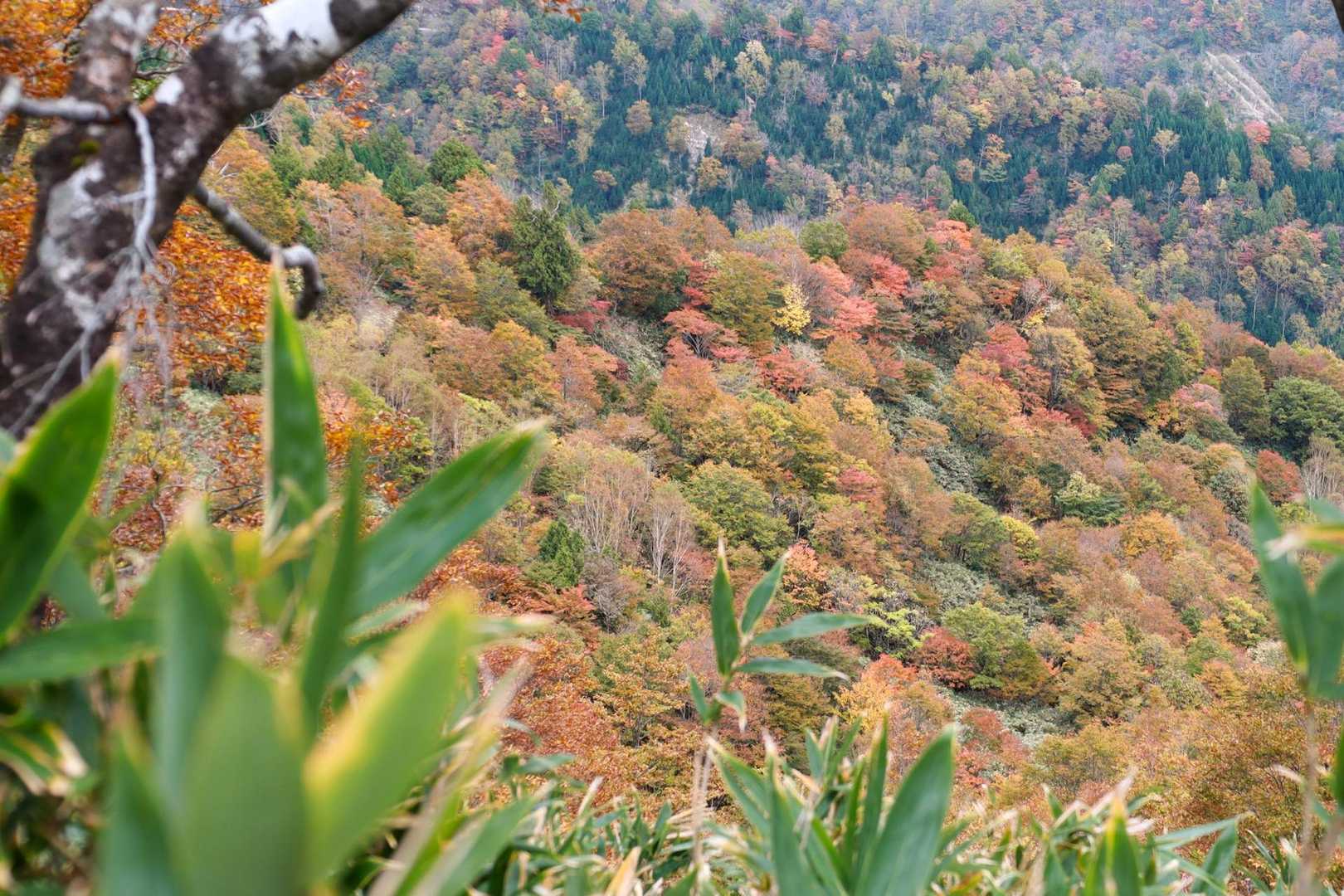 紅葉登山にハマり今に至ります😊