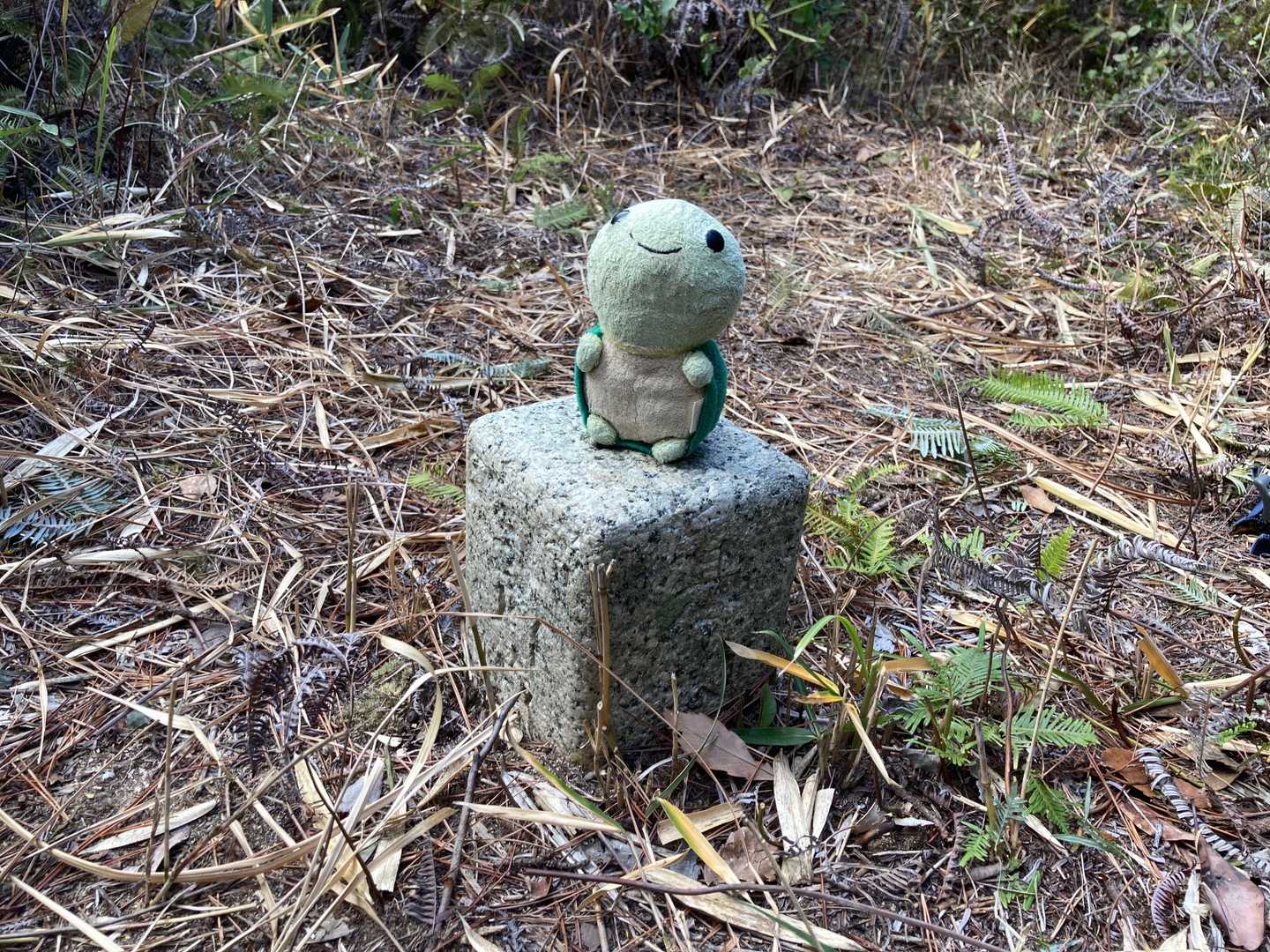 簡単な山のはずなのに、かめさん迷ってちょっと辛かったね😆