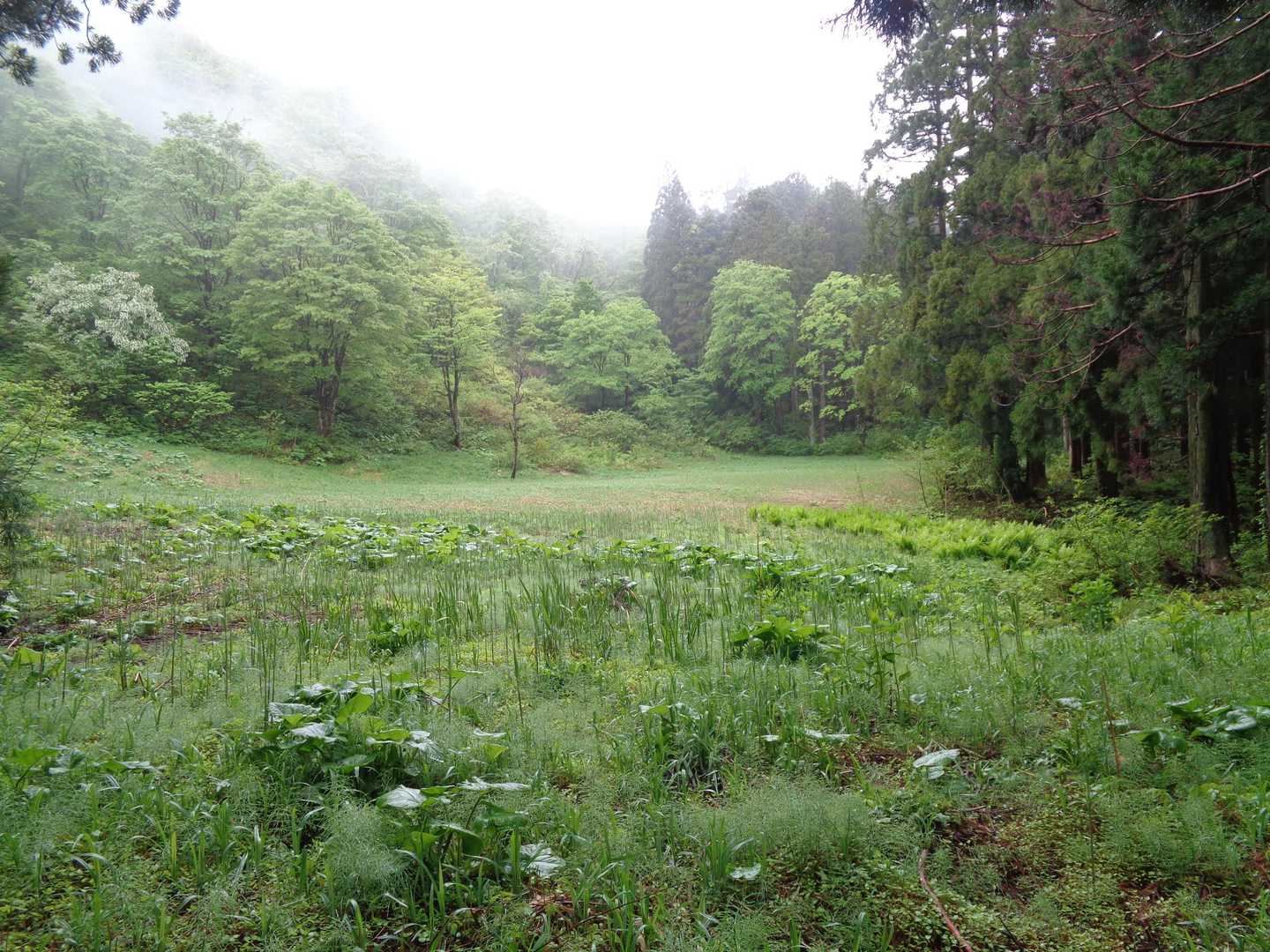 鈴ヶ岳登山口-鈴ヶ岳-大日山 往復コースの写真