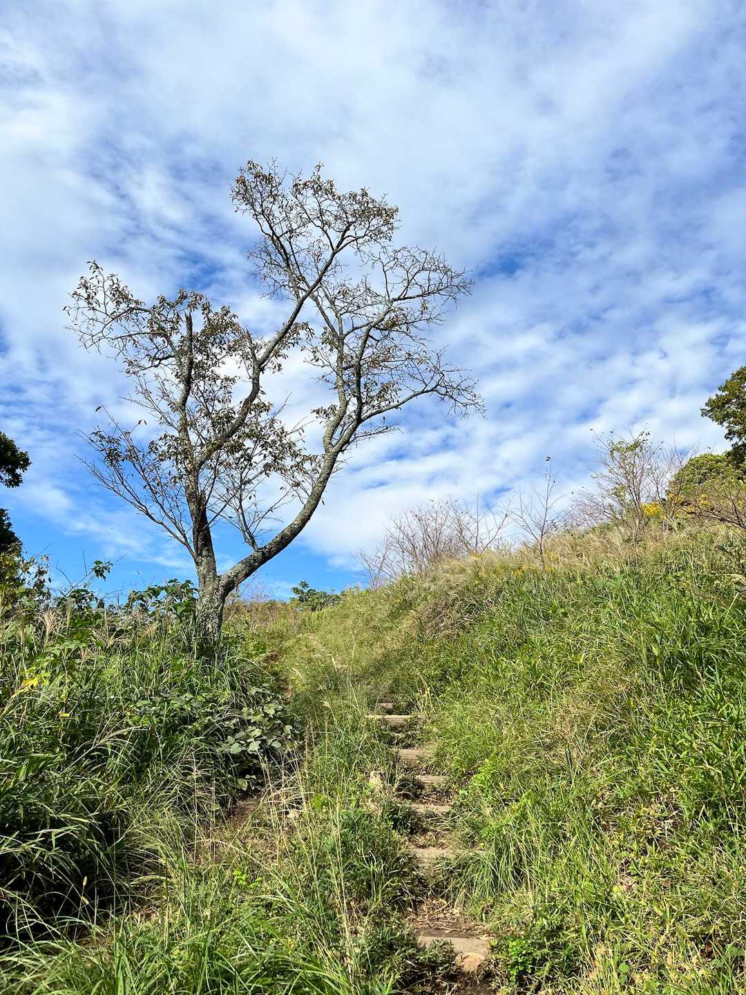 葉山教会登山口-仙元山-ソッカ 縦走コースの写真