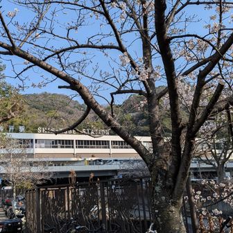 新神戸駅の桜は咲始め