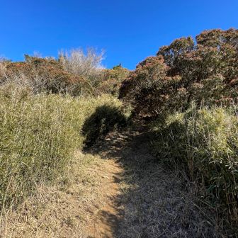 何処までも続く青空
トトロ、ロードが玄岳や氷ヶ池には沢山