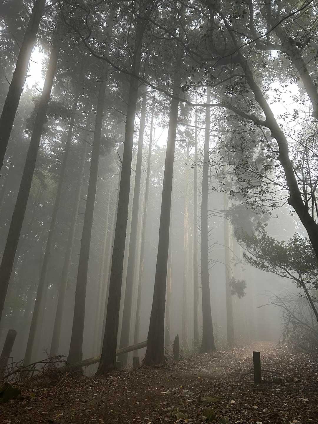 音羽山-牛尾山-千頭岳-高塚山-醍醐駅 縦走コースの写真