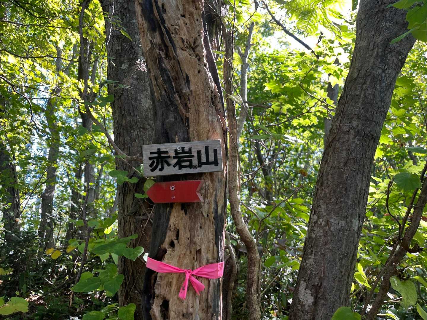 分岐👈
