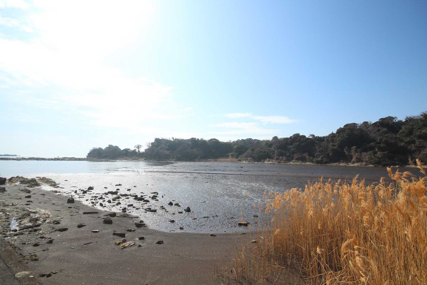 湾の最深部は干潟になっていていまは葦の原だ。