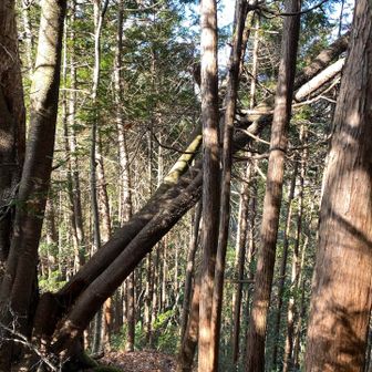 折れかかった大木