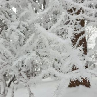 とげとげな霧氷🗯