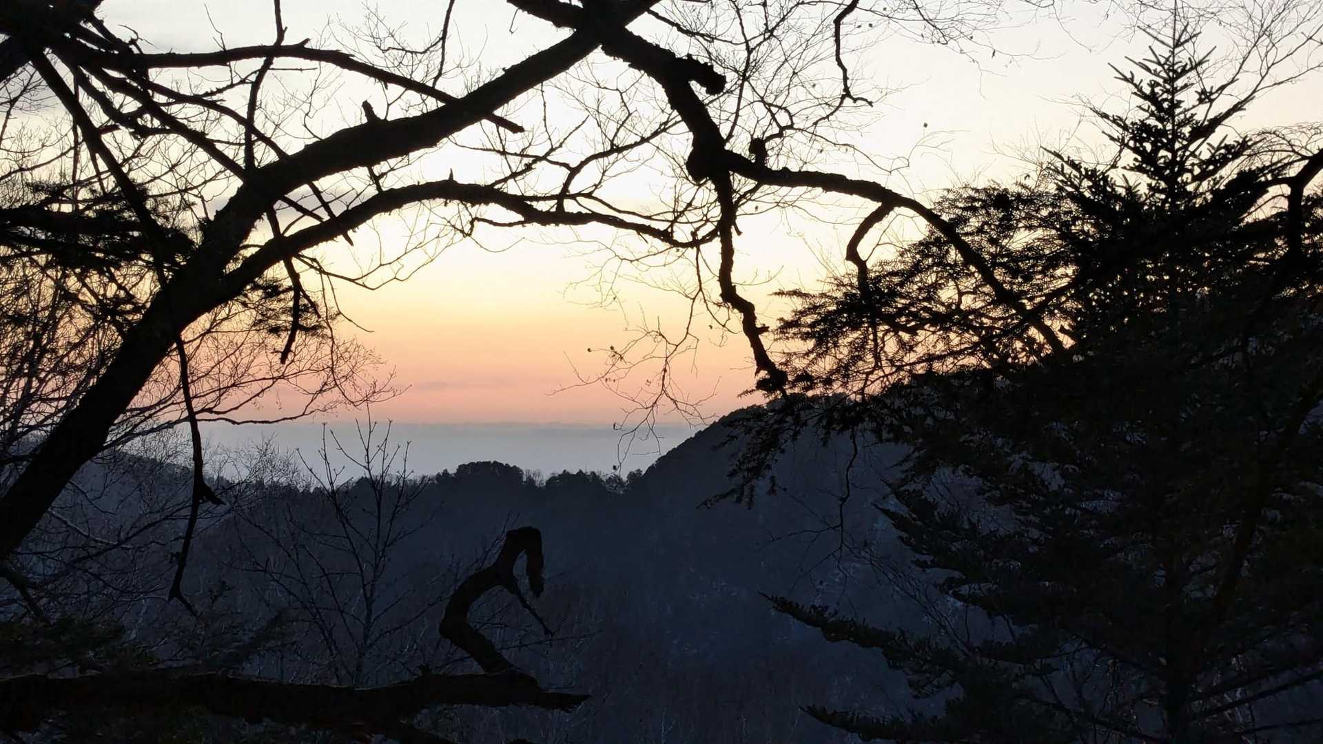 樹林帯で夜明けを迎える病にかかっています