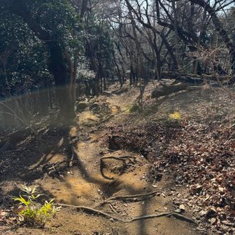 わかりやすくなった綺麗な登山道