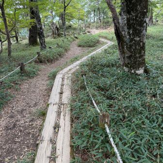 植生保護のための木道を歩きます