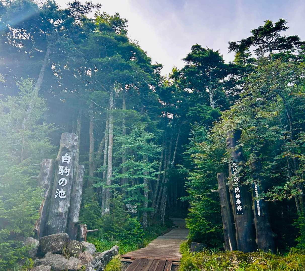 渋の湯バス停-渋ノ湯登山口-麦草峠-大石峠-中小場-縞枯山 縦走コースの写真