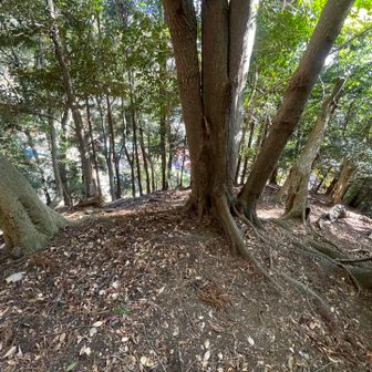 最初が1番急登。