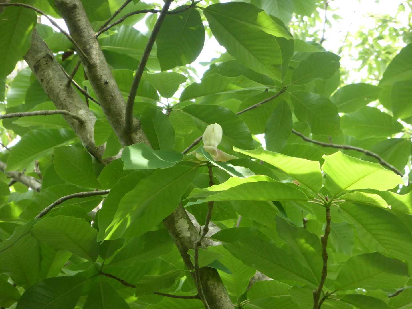 唯一見れたホウノキのつぼみ