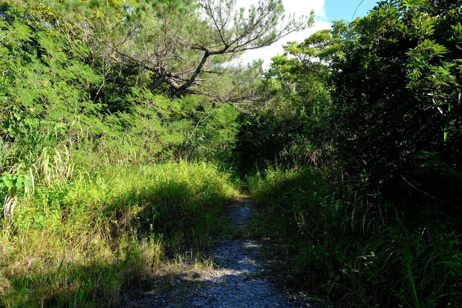 歩き始めは荒廃気味の作業道だ。登山道としては何ら問題ないが、自動車で乗り入れるのは既に不可能と思われる。