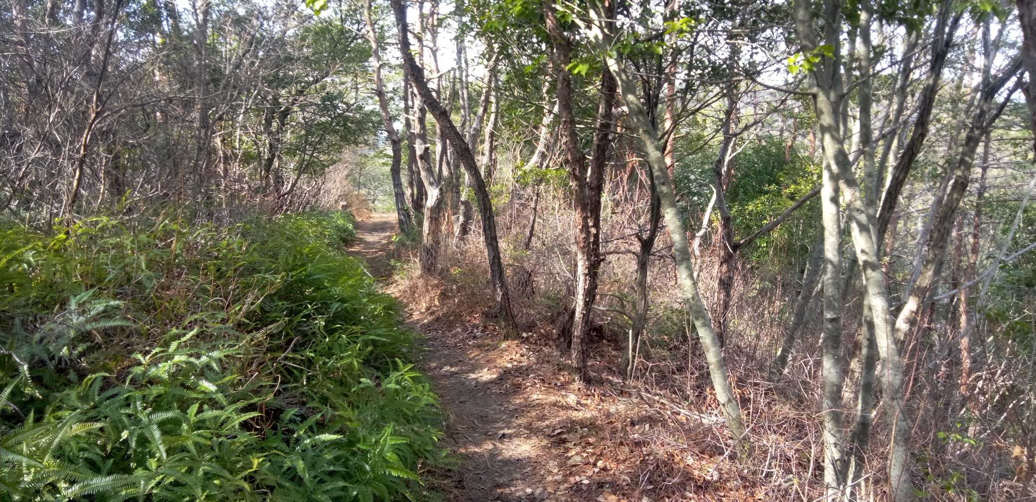金比羅山💕からの
緩やかな下り尾根
大好きな道💗😍

このオッサン
楽チンとか  やさしいのが
大好きで……