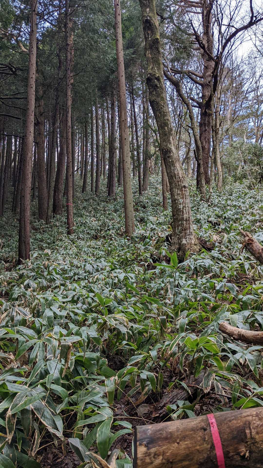 熊笹🌿🌿🌿🌿🌿🌿🌿🌿🌿🌿🌿🌿🌿