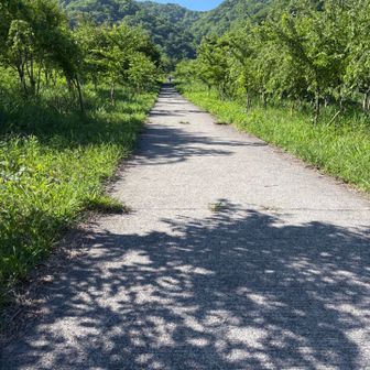 トイレから登山道まで500mくらいアスファルトを上がる
事前調査以上の斜度に苦笑い