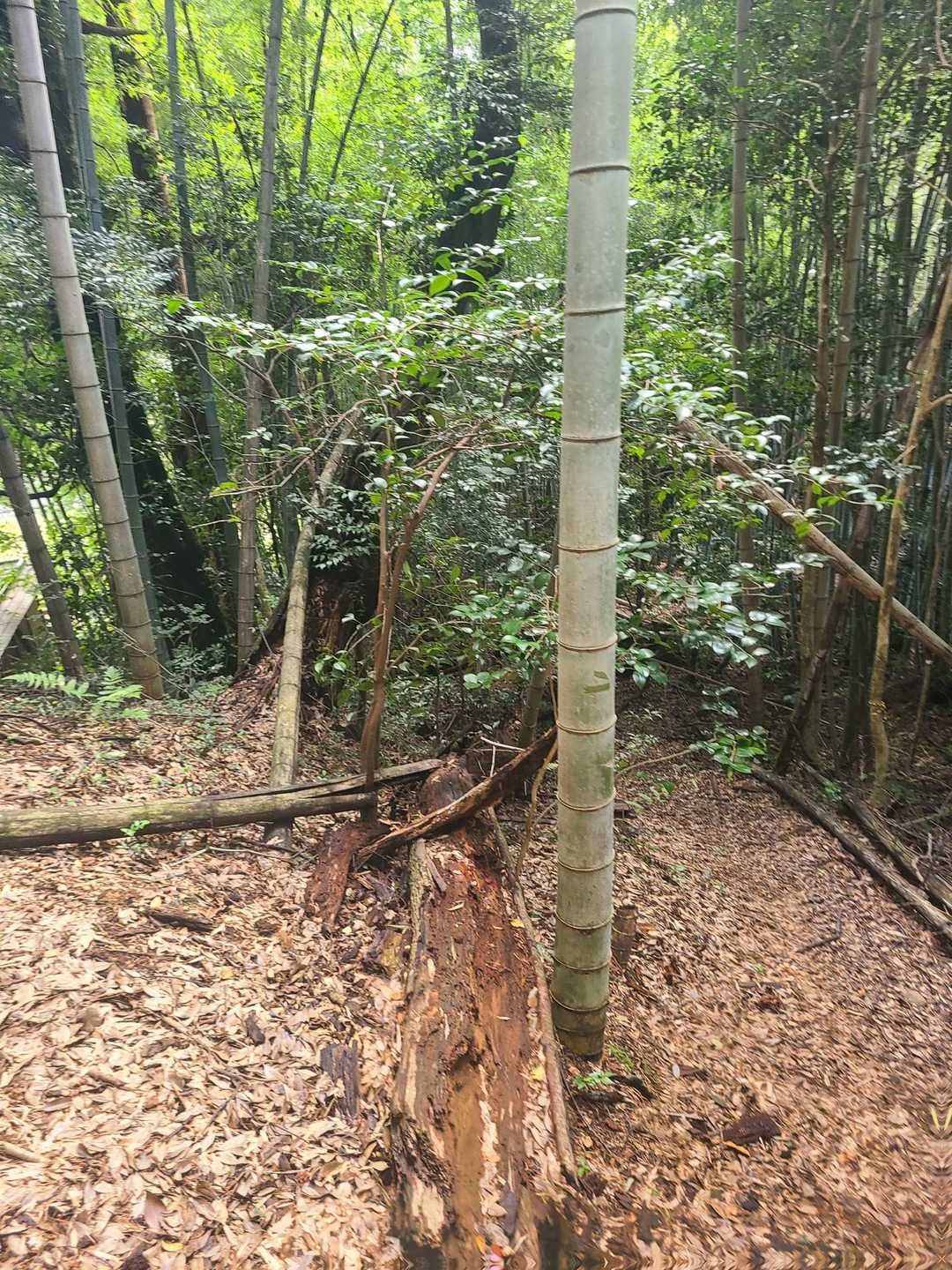 大平山 往復コースの写真