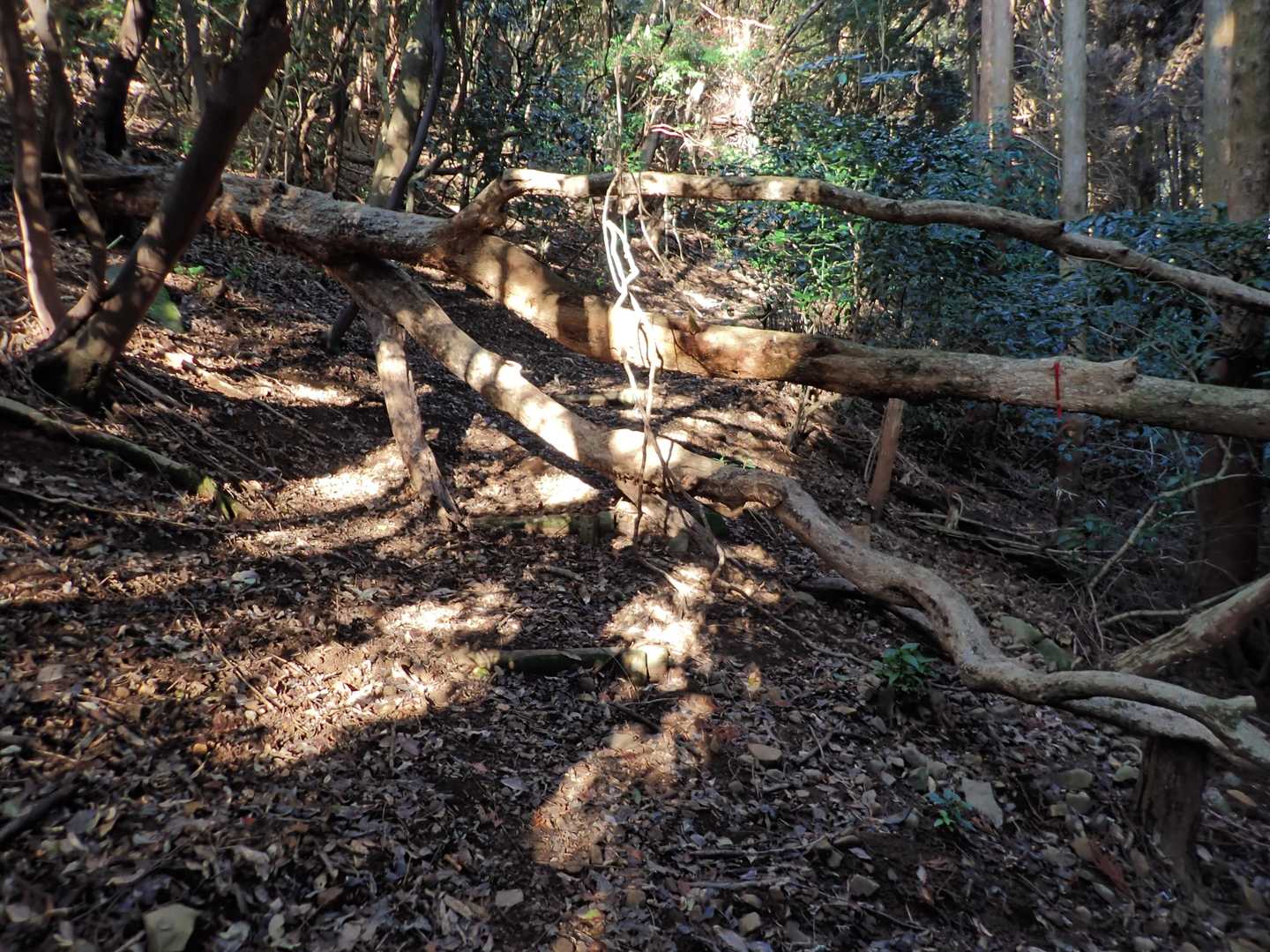 倒木により道が塞がれる
くぐり抜けるしかない
