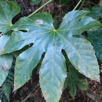 ヤツデ…裂数の８つ…この数は初めて見ました…😃

裂状の葉の裂片は通常は奇数、７、９、11裂が多い。
ヤツデ（八手）は、ほかの花が少なくなる晩秋から初冬（11月〜12月頃）にかけて、球状に集まった白い小さな花を咲かせます。