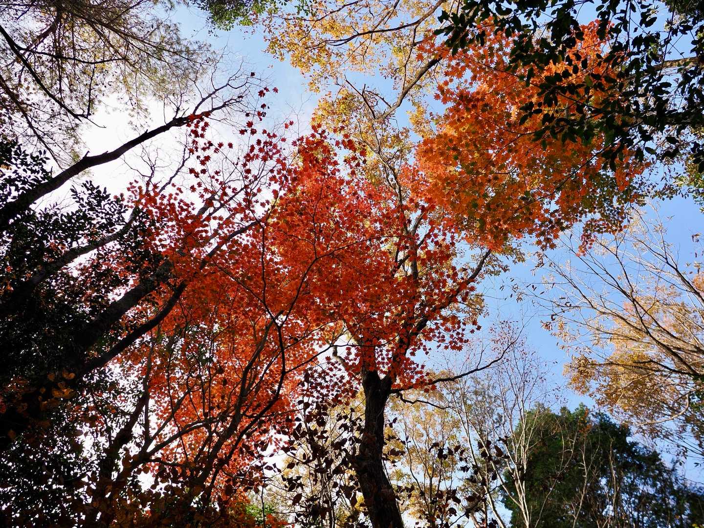 陽が差し込んでより輝く紅葉