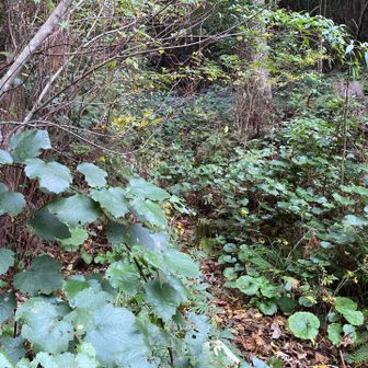 降りの道はジャングルぽかった😅普通に歩けました。激下りがあったけど。