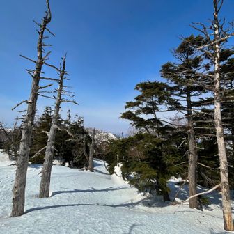 大佐飛山の少し先へ。
ブログ、「那須の山だより」で故 aki さんが紹介され、気になっていた場所。前回は歩き回る余力がありませんでした。
