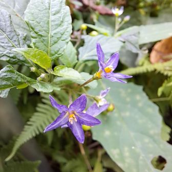 紫色のアメリカイヌホウズキ