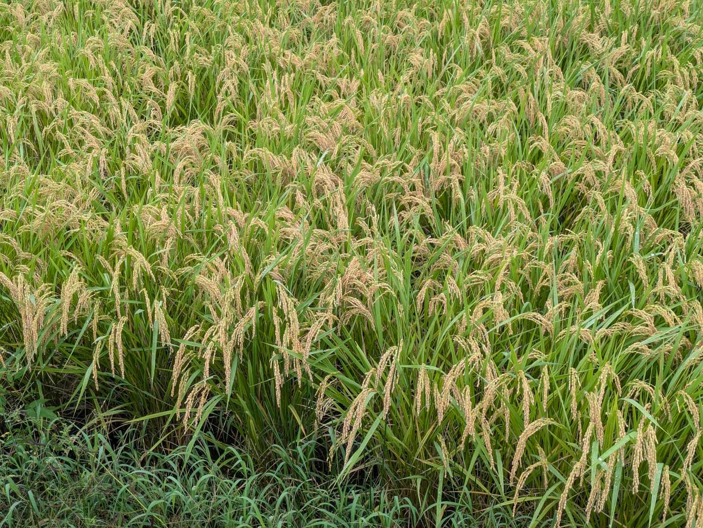 お米の収穫も終わり頃ですね🍚