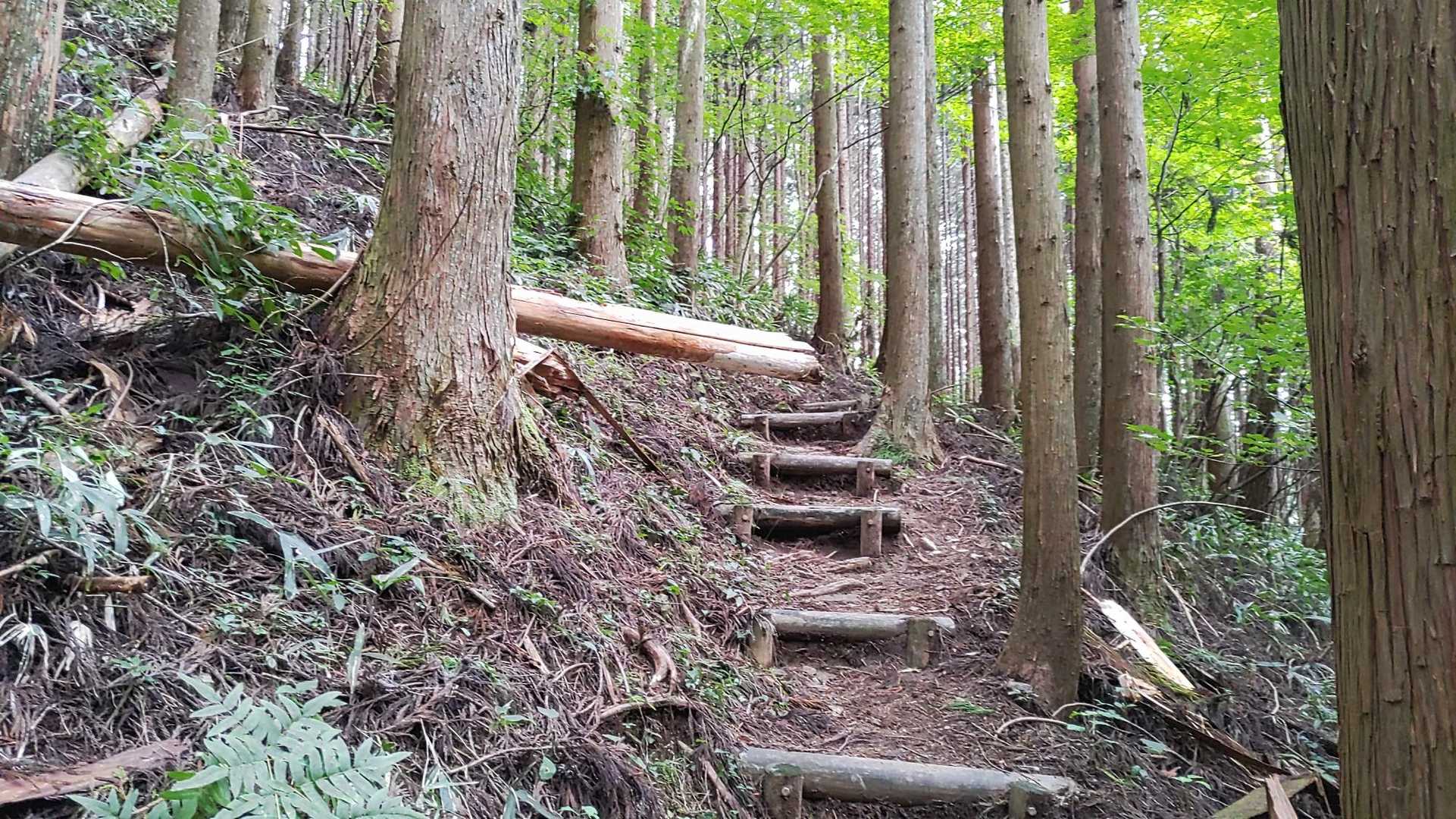 急登の木段