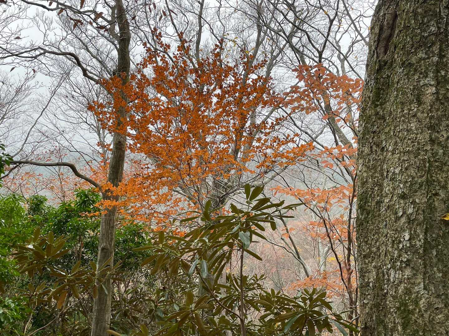 四季見橋登山口-親父山-障子岳 周回コースの写真