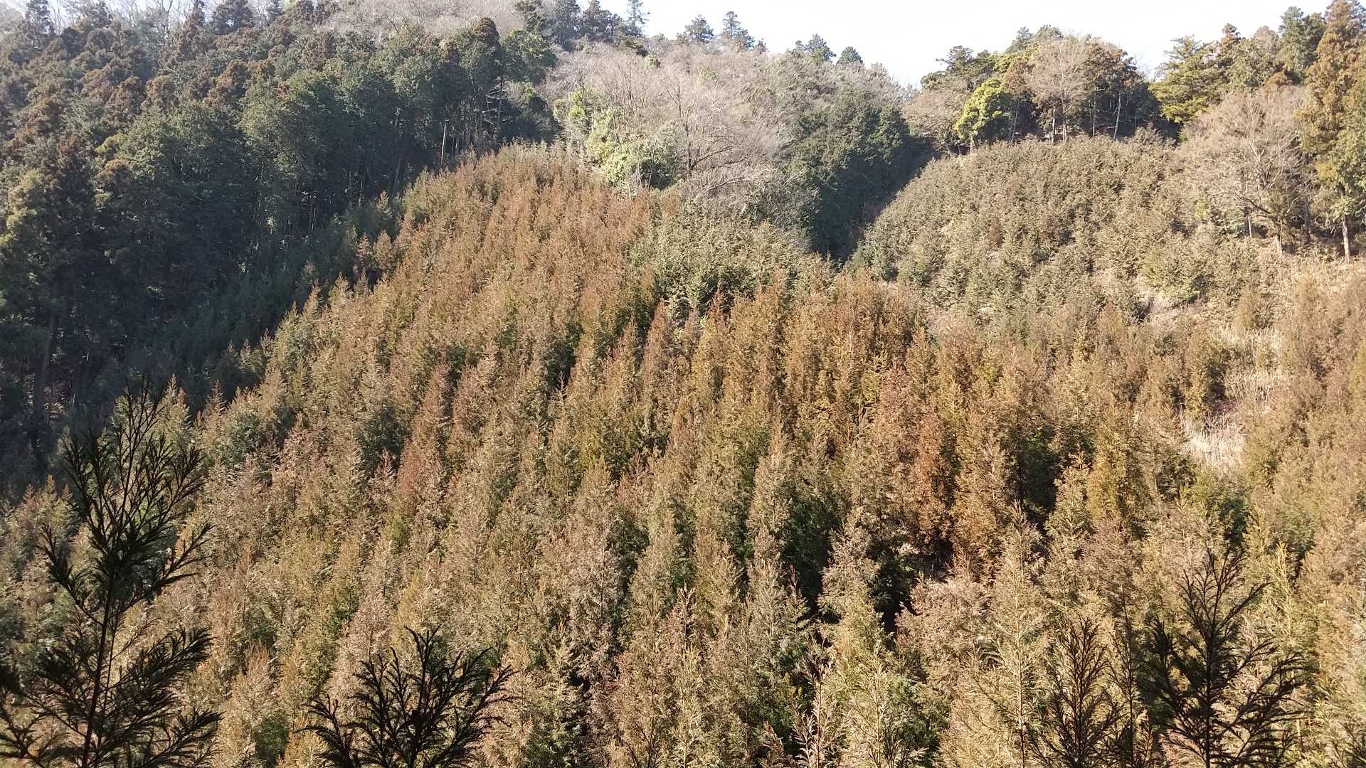 夏に来たときは東山魁夷色だったのに…こやつら、完全臨戦態勢や…😱