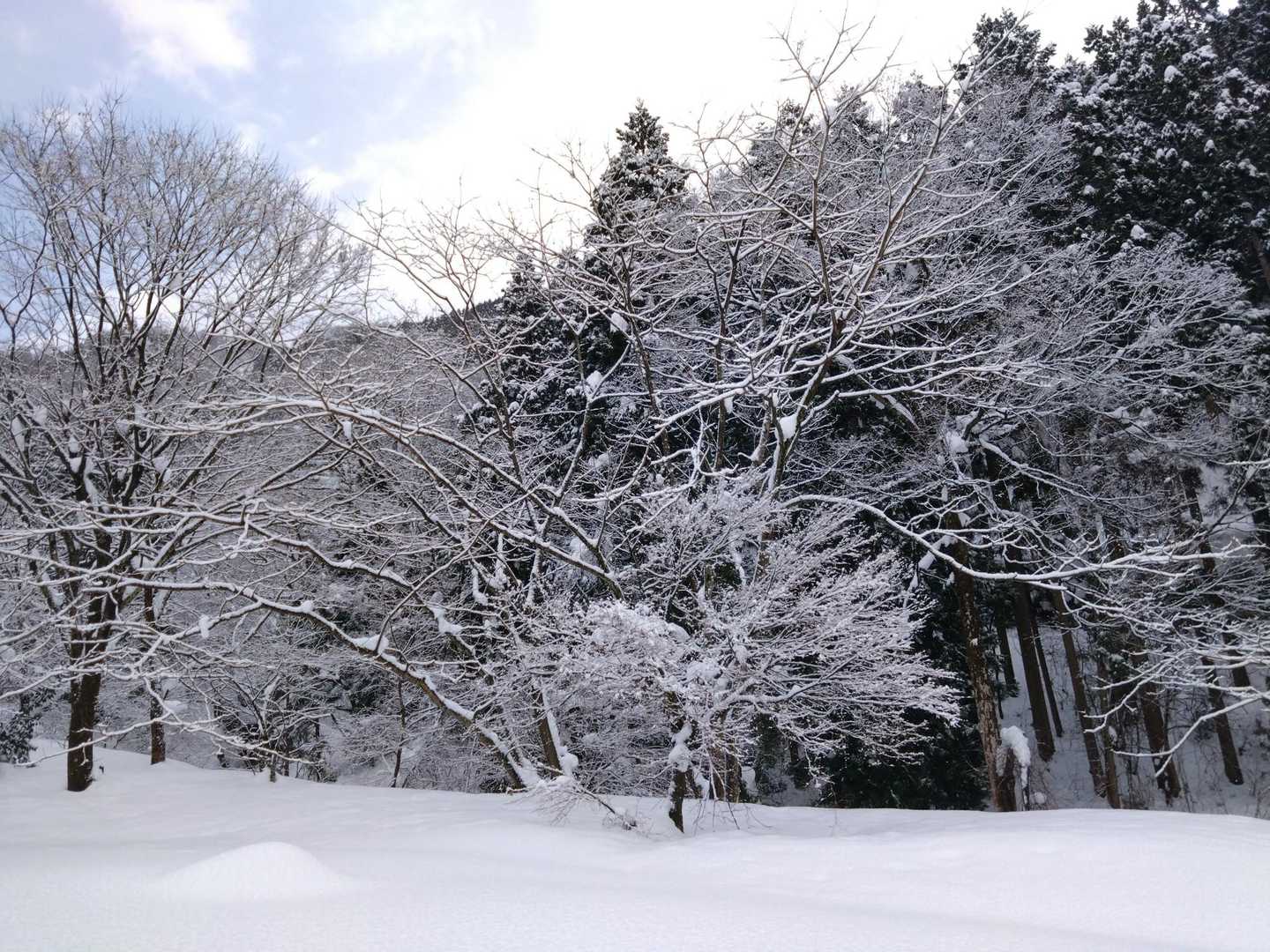 獅子吼パーク入口の木々もうっすら雪を纏う❄