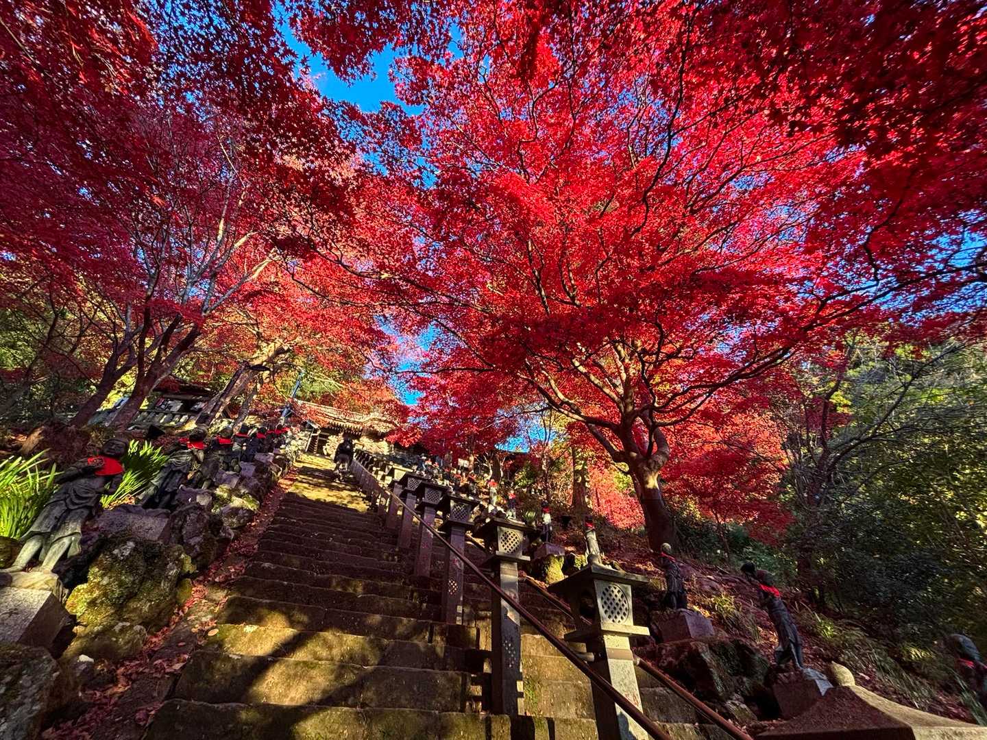 真っ赤な🍁お見事！！