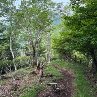 先に進むと正面に釈迦ヶ岳の山体🏔️
いやまだ遠いなぁ(；ﾟдﾟ)