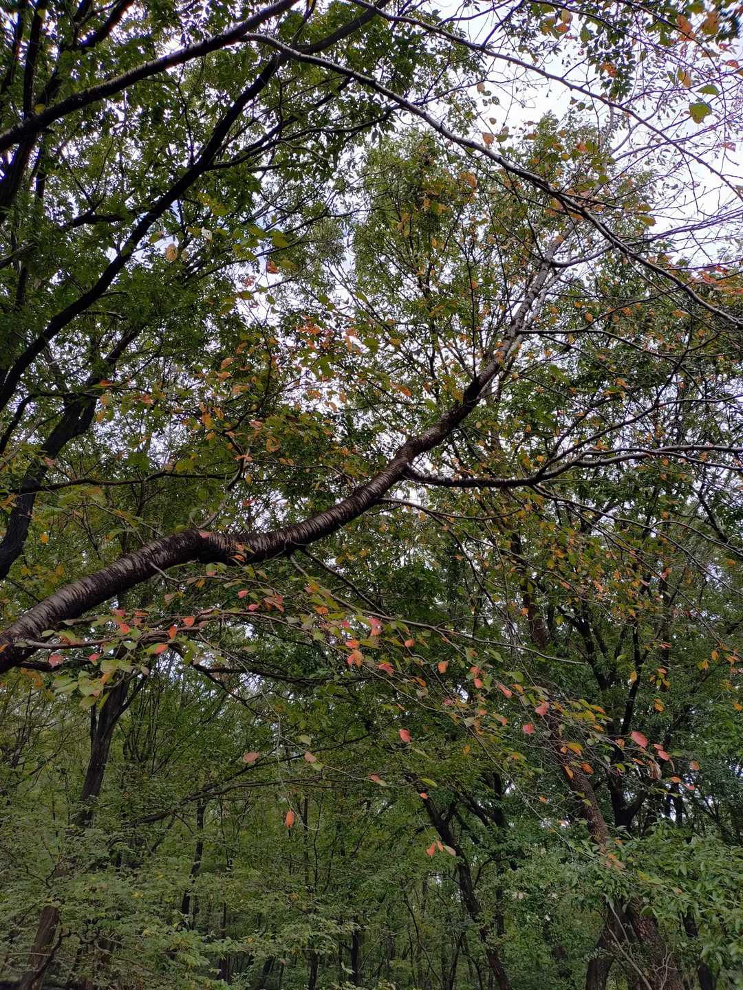 三毳山-中岳 周回コースの写真