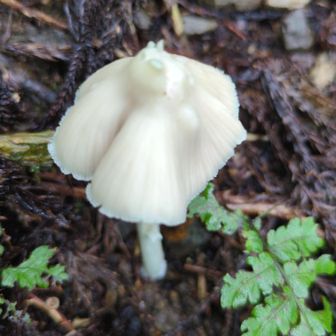 🍄