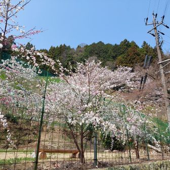 桜が、満開の場所に
白とピンクの組み合わせ🌸