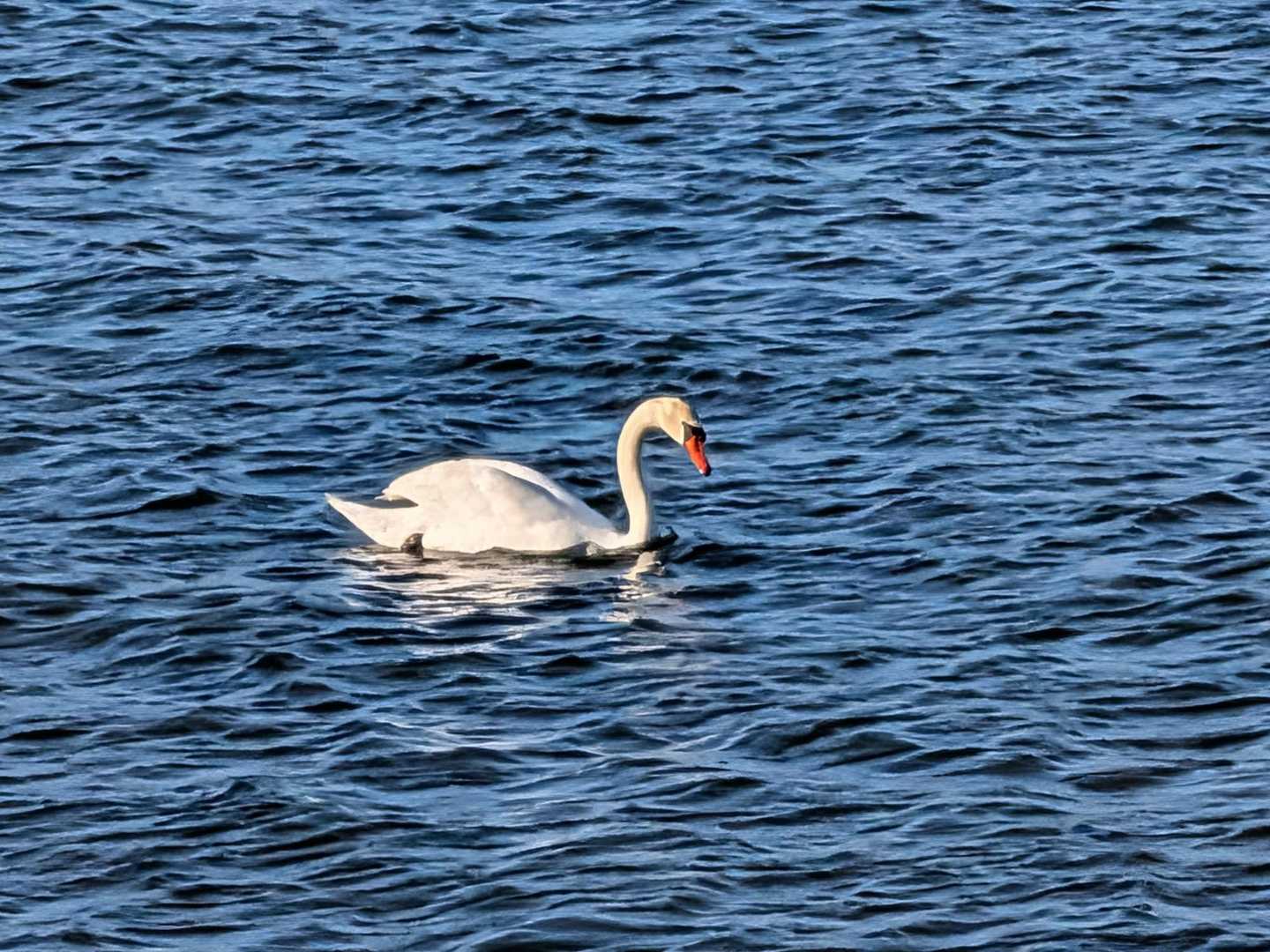 あ！白鳥さん😆