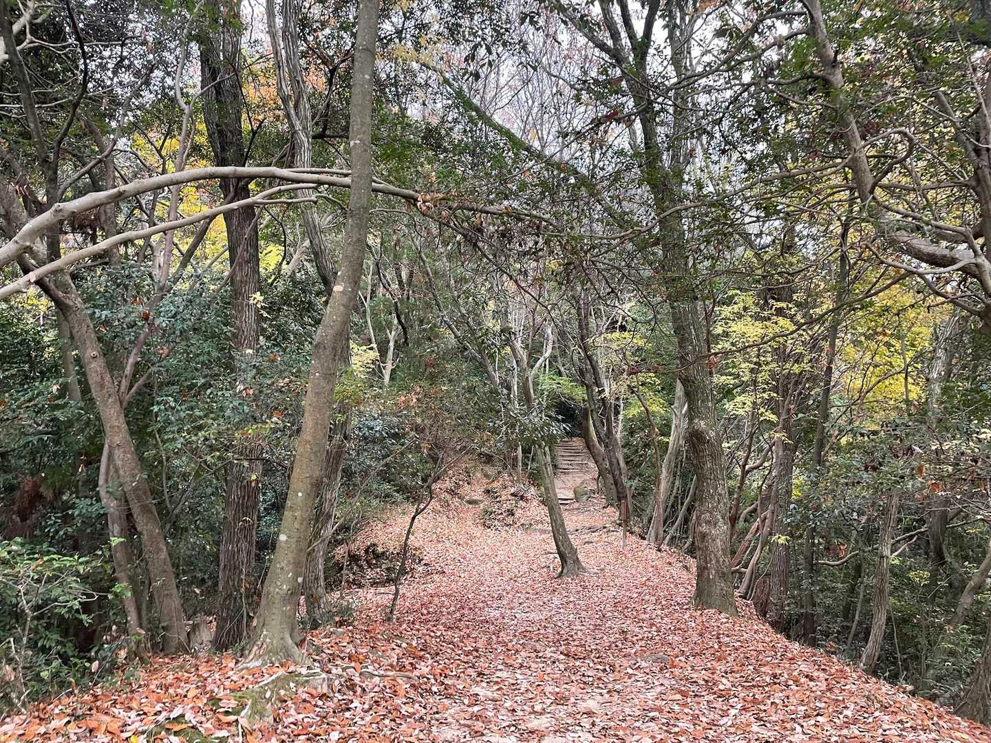 🍂